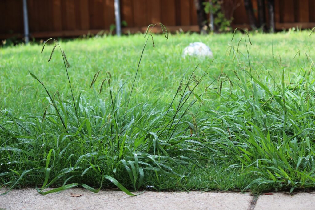 How To Manage Weeds In My Florida Lawn