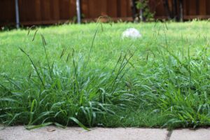 How To Manage Weeds In My Florida Lawn